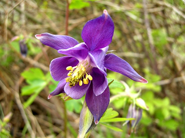 Aquilegia vulgaris / Aquilegia comune